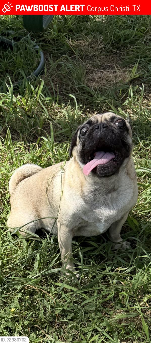 Found/Stray Female Dog last seen Tierra Poniente/Tierra Grande, Corpus Christi, TX 78415