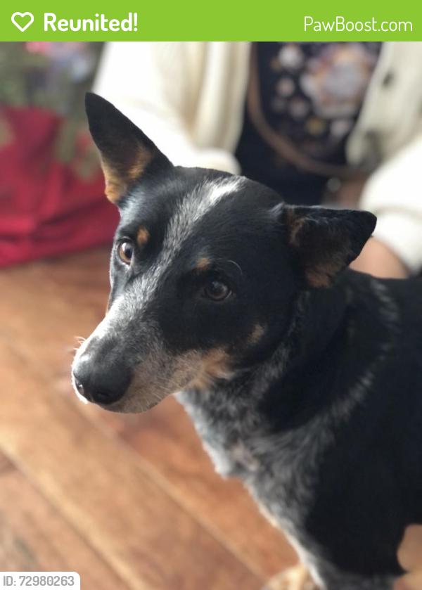 Reunited Female Dog last seen Casa Oro Drive and El Cajon, Yorba Linda, CA 92886