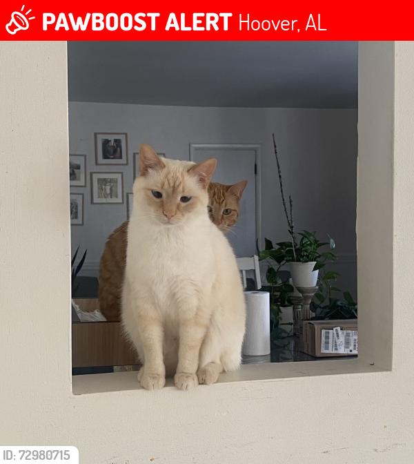 Lost Female Cat last seen Chapel rd , Hoover, AL 35226