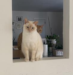 Lost Female Cat last seen Chapel rd , Hoover, AL 35226