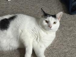 Lost Female Cat last seen Brookfields & burnside, Cambridgeshire, England CB1