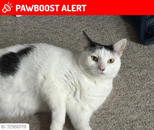 Lost Female Cat last seen Brookfields & burnside, Cambridgeshire, England CB1