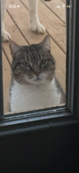 Reunited Female Cat last seen Creek ridge, Greensboro, NC 27407
