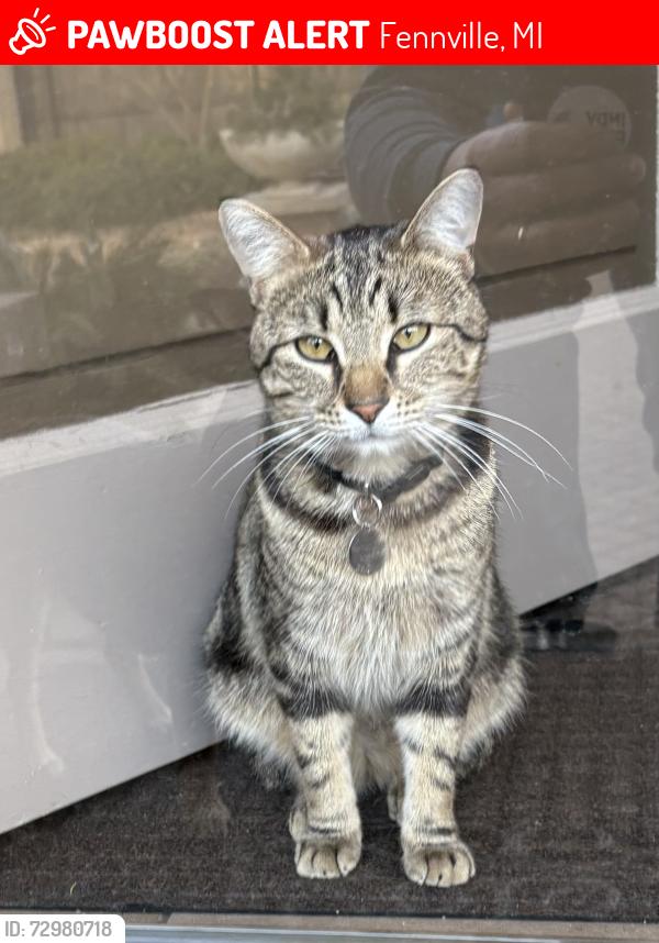 Lost Male Cat last seen Sherwood Trail and BlueStar Highway. , Fennville, MI 49408