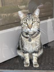 Lost Male Cat last seen Sherwood Trail and BlueStar Highway. , Fennville, MI 49408