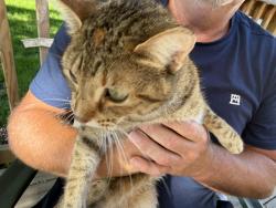 Found/Stray Female Cat last seen Twin Oaks Park, Crystal, MN 55429