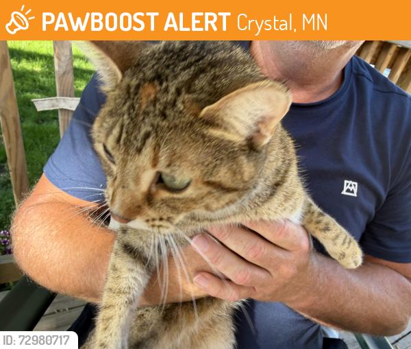 Found/Stray Female Cat last seen Twin Oaks Park, Crystal, MN 55429