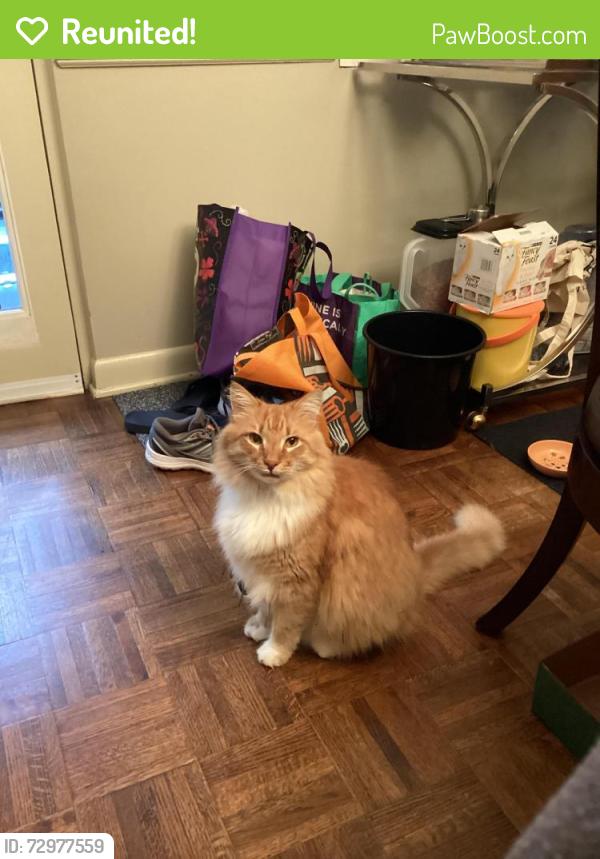 Reunited Male Cat last seen Lakemoore Colony cndmniums , Atlanta, GA 30342