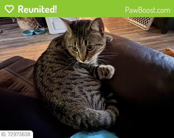 Reunited Male Cat last seen Tysinger dr , Guilford County, NC 27406
