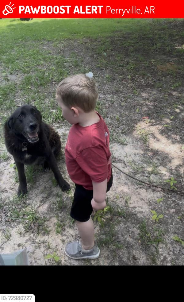 Lost Male Dog last seen williams Jct , Perryville, AR 72125