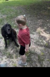 Lost Male Dog last seen williams Jct , Perryville, AR 72125