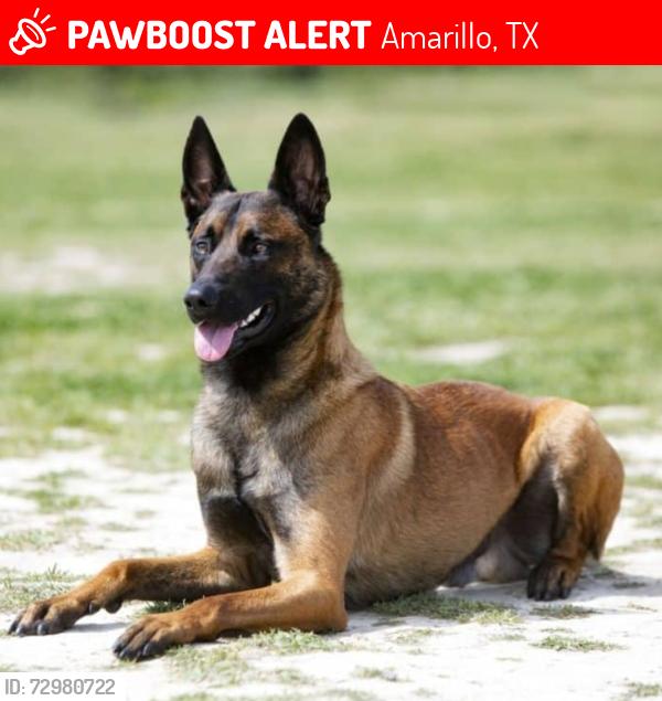 Lost Male Dog last seen Western , Amarillo, TX 79106