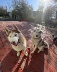Reunited Male Dog last seen Near S Taft Hill Rd Unit K, Fort Collins, CO 80521, USA, Fort Collins, CO 80521