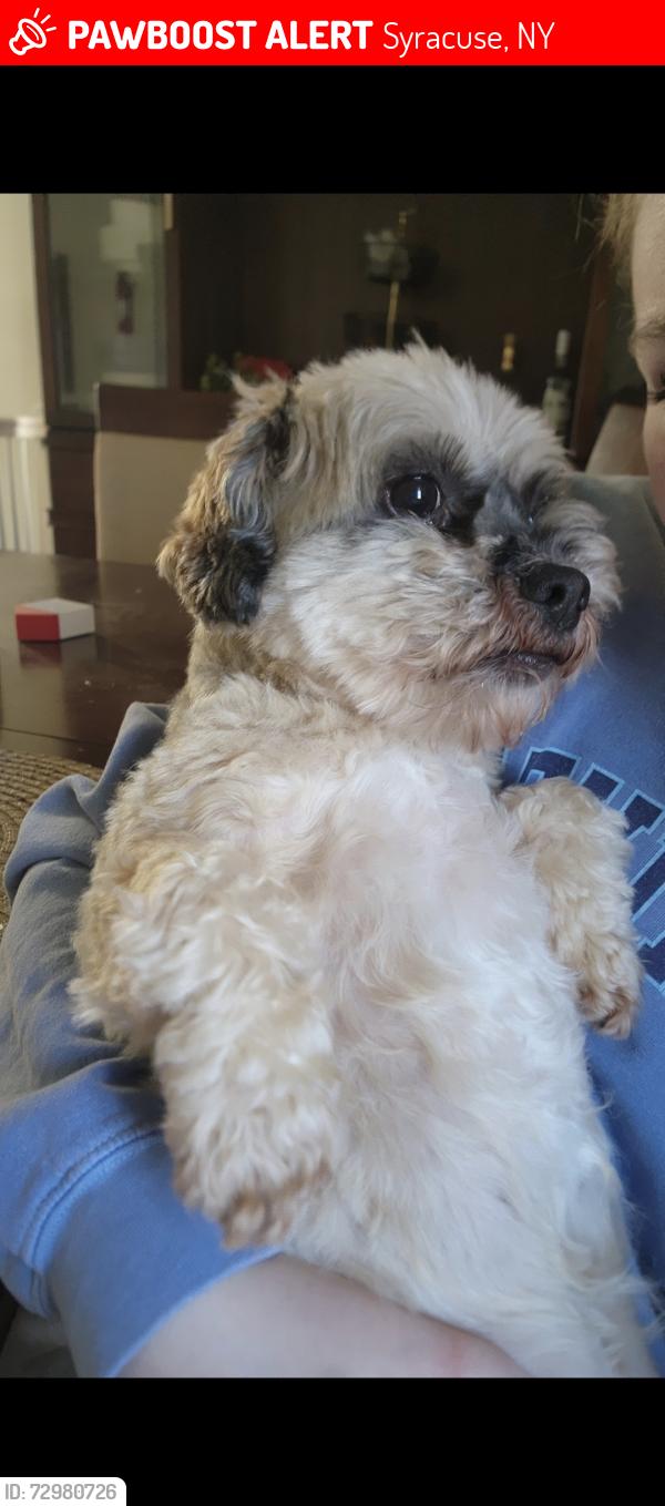 Lost Male Dog last seen Starbucks/Chipotle , Syracuse, NY 13219