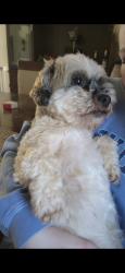 Lost Male Dog last seen Starbucks/Chipotle , Syracuse, NY 13219