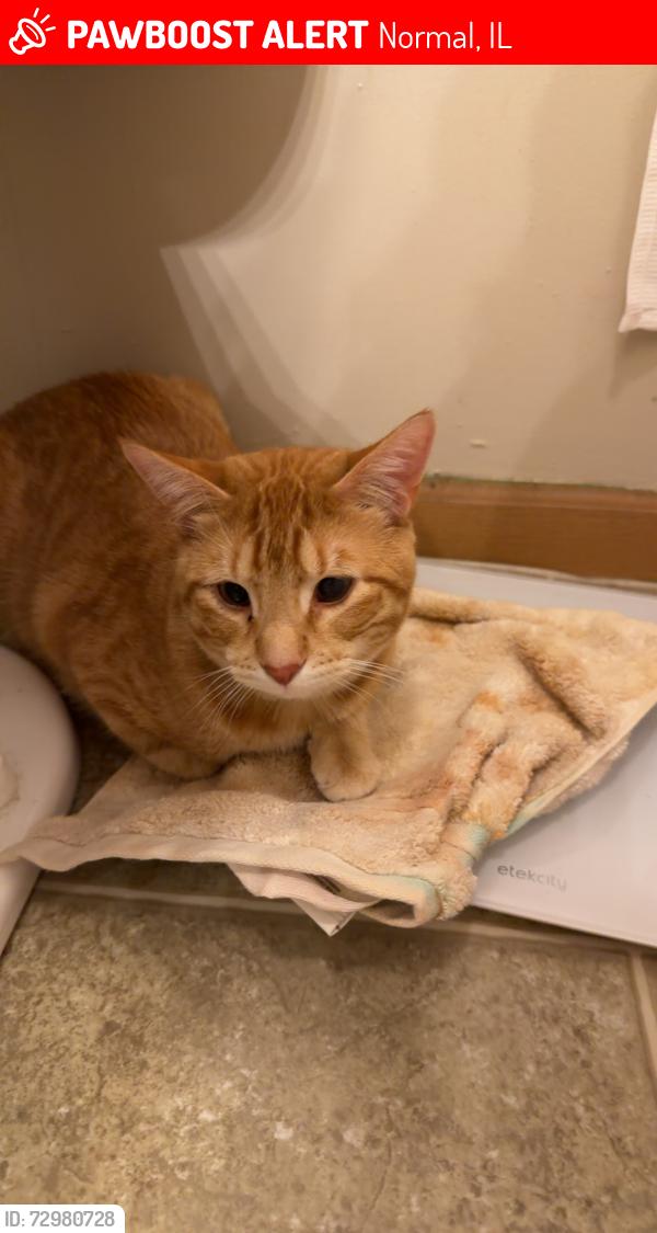 Lost Male Cat last seen Waterson Towers, Normal, IL 61761