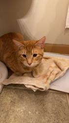 Lost Male Cat last seen Waterson Towers, Normal, IL 61761