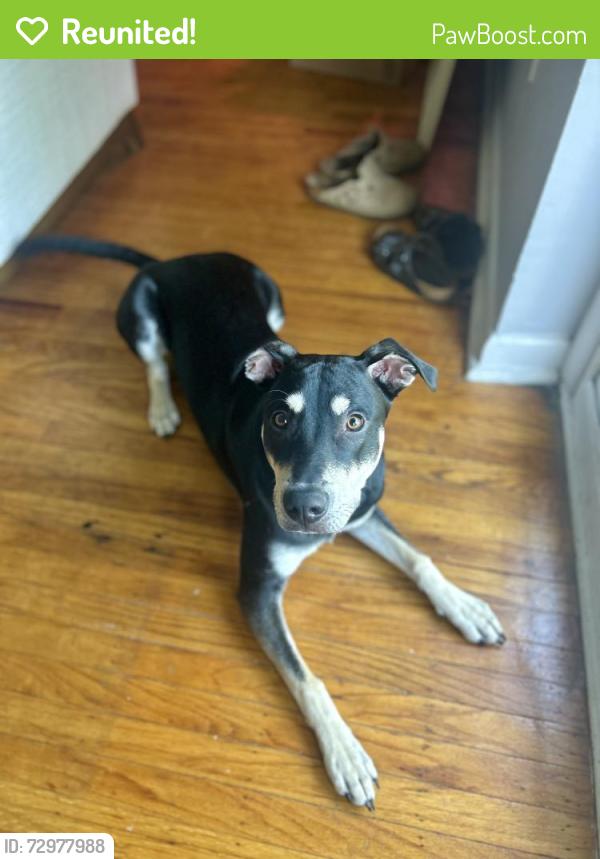Reunited Male Dog last seen Near e hilltop road off of West Chester Pike, West Chester, PA 19382