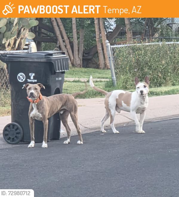 Found/Stray Male Dog last seen S Kenneth Place and E Spence Ave, Tempe, AZ 85281
