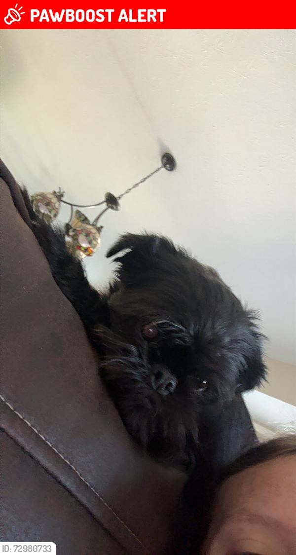 Lost Female Dog last seen Amy Beth court , West Chester Township, OH 45069
