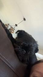 Lost Female Dog last seen Amy Beth court , West Chester Township, OH 45069