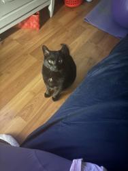 Lost Male Cat last seen Near woodridge drive, Beausejour, MB R0E 0C0