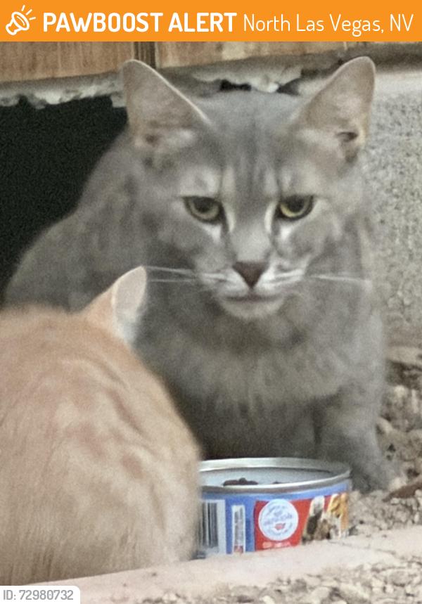Found/Stray Female Cat last seen Colton - Emeritus circle , North Las Vegas, NV 89032