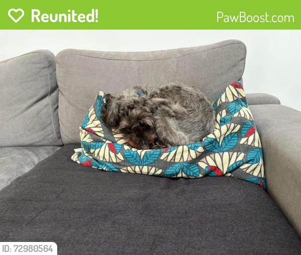 Reunited Male Dog last seen Manly Cemetary, Fairlight, NSW 2094
