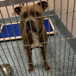 Shelter Stray Male Dog last seen , Greensboro, NC 27409