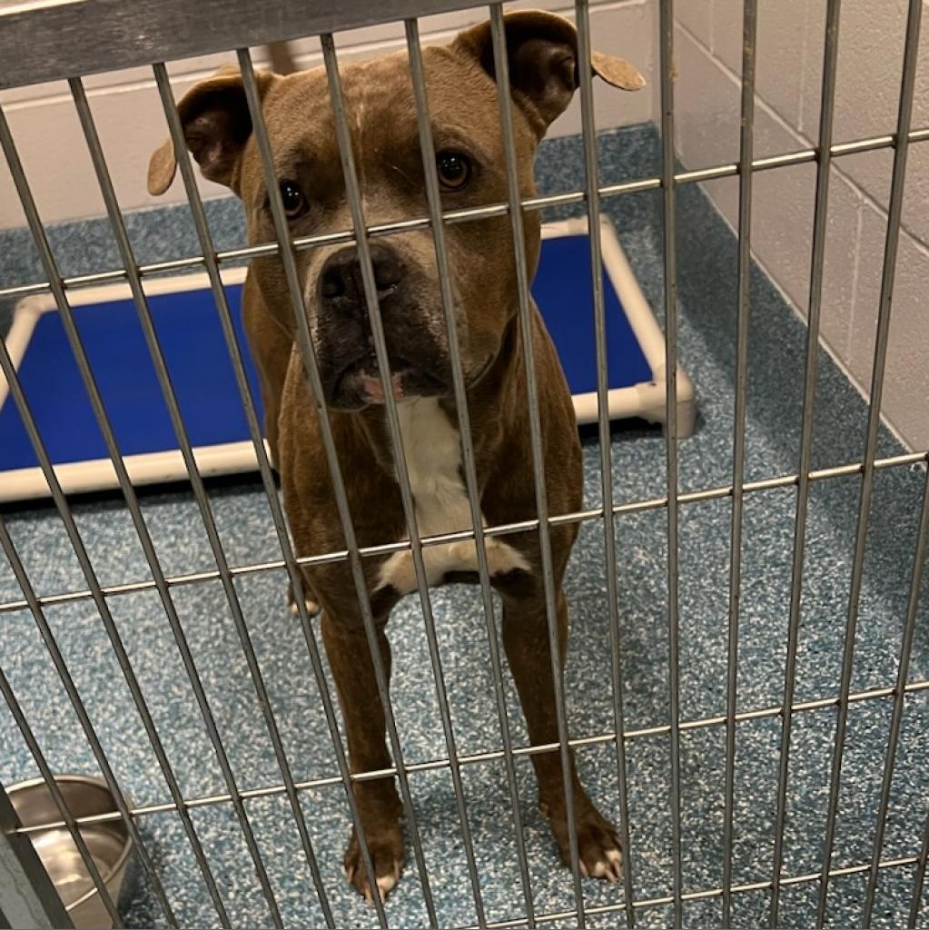 Shelter Stray Male Dog last seen , Greensboro, NC 27409