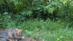 Reunited Female Cat last seen Arrowhead Drive Drive and Mines Road Bristol, Connecticut, Bristol, CT 06010