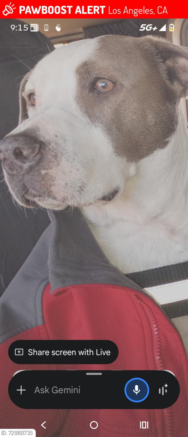 Lost Male Dog last seen arcadia and Broadway , Los Angeles, CA 90012