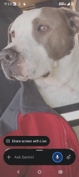 Lost Male Dog last seen arcadia and Broadway , Los Angeles, CA 90012