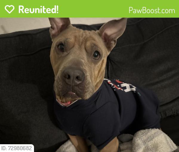 Reunited Female Dog last seen Enchanted Parkway/ by Park Meadow apmts , Ballwin, MO 63021