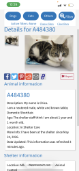 Lost Male Cat last seen 27th Center , Milwaukee, WI 53206