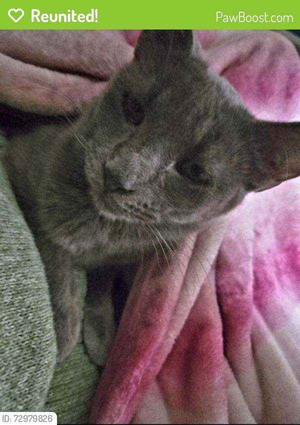 Reunited Female Cat last seen Between West Ward Elementary and Sherman St, Allegan, MI 49010
