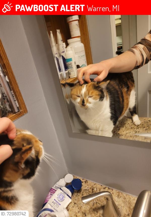 Lost Female Cat last seen 10 mile and Frazho, Warren, MI 48091