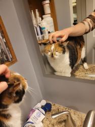 Lost Female Cat last seen 10 mile and Frazho, Warren, MI 48091