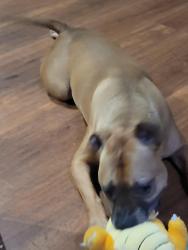 Reunited Male Dog last seen Walnut Bend, Houston, TX 77042