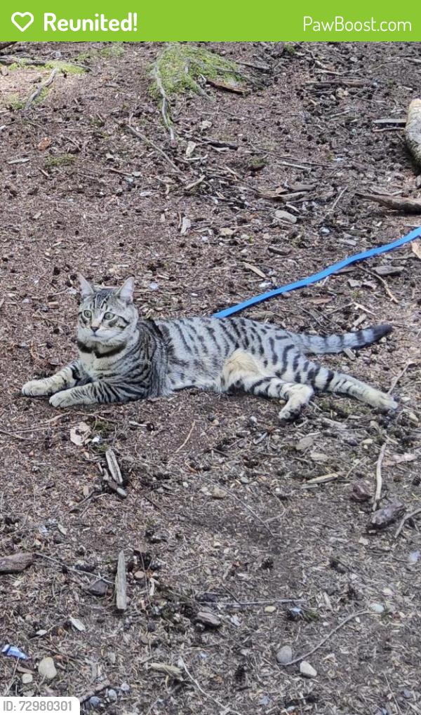 Reunited Male Cat last seen Mundy Park, Coquitlam, BC V3J 3C2