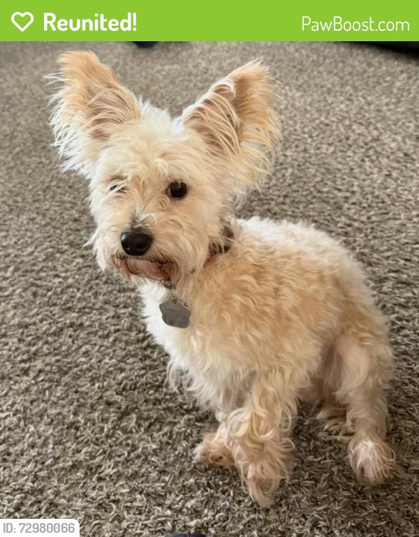 Reunited Male Dog last seen Amal dr and Wellington Murfreesboro Tn, Murfreesboro, TN 37128