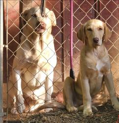 Reunited Male Dog last seen Tall Cedar Lane, Trinity, NC 27370