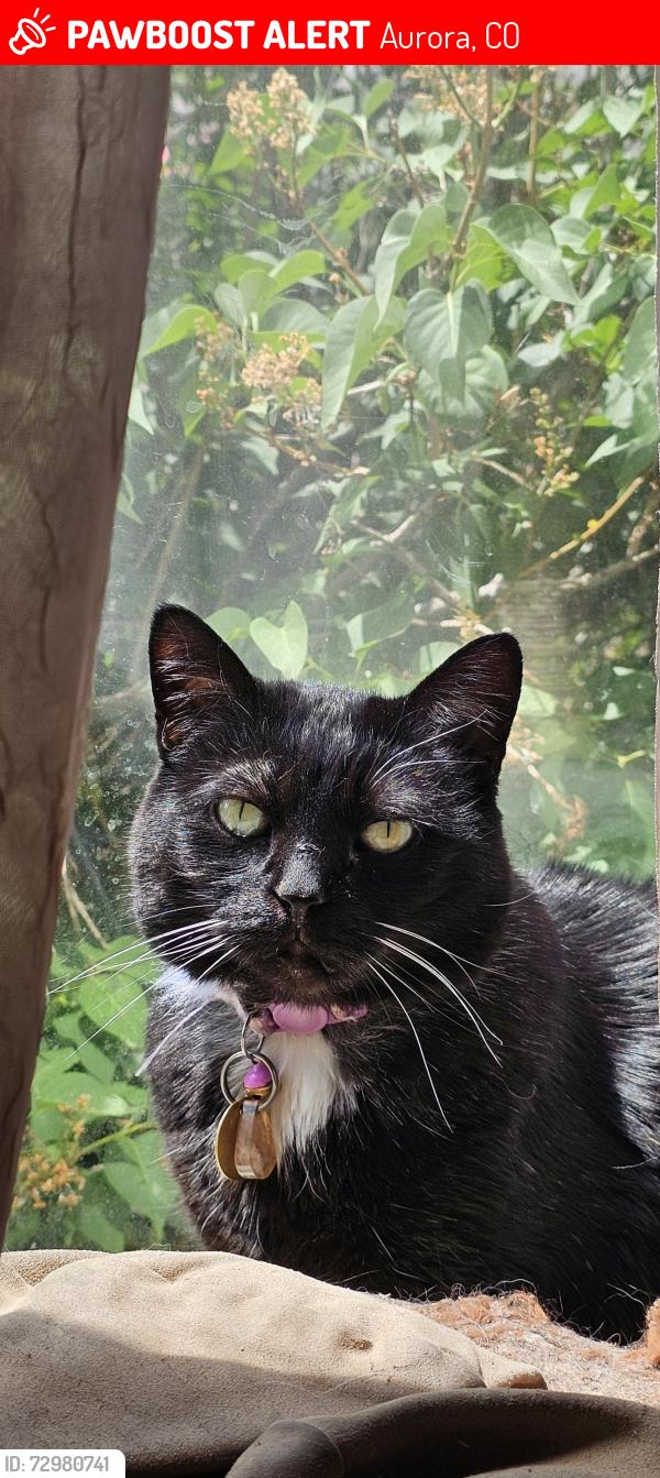 Lost Female Cat last seen Genoa Street and Wesley Drive, Aurora, CO 80013