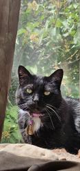 Lost Female Cat last seen Genoa Street and Wesley Drive, Aurora, CO 80013