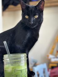 Lost Male Cat last seen Hickman & 50th, Tower Park, Franklin Library, Des Moines, IA 50310