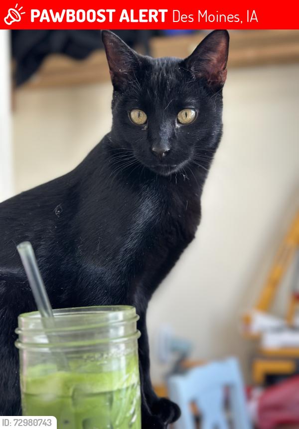 Lost Male Cat last seen Hickman & 50th, Tower Park, Franklin Library, Des Moines, IA 50310