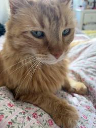 Reunited Unknown Cat last seen LaBagh Woods, Chicago, IL 60630