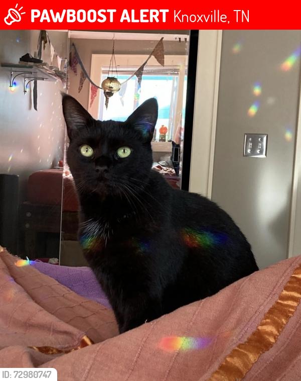 Lost Female Cat last seen Douglas st, Knoxville, TN 37921