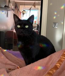 Lost Female Cat last seen Douglas st, Knoxville, TN 37921