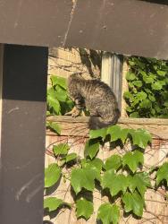 Found/Stray Unknown Cat last seen N Lake Dr & Edgewood Ave, Milwaukee, WI 53211